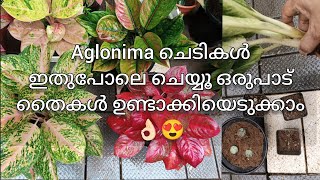 Aglonima plant care malayalam  Aglonima care at homr full tips and tricks [upl. by Asselam]