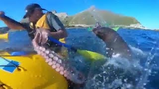 Why did the seal slap the kayaker with an octopus [upl. by Analram936]