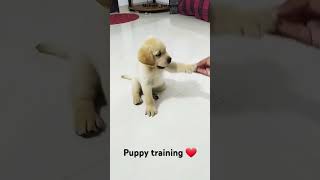 2 month puppy training shorts doglover puppy [upl. by Bing]