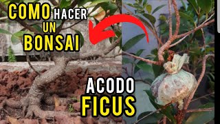 🔴COMO HACER UN BONSAI FICUS TIGER BARK DESDE AVODO CON 100 DE ÉXITO👈 [upl. by Ymrots]