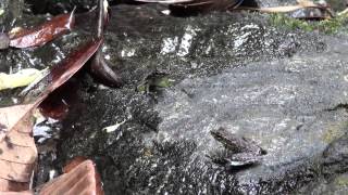 Staurois semaphore frogs battling in Borneo [upl. by Emya]