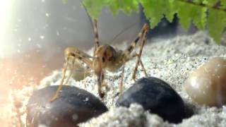 Stone Centipede Cave Cricket vs German Roach [upl. by Nirre]