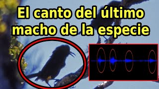 Escucha el Canto de un Ave Extinta el último macho Kauaʻi ʻōʻō [upl. by Rahr]