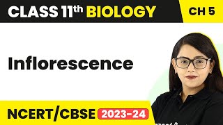 Inflorescence  Morphology of Flowering Plants  Inflorescence Class 11  Biology Class 11 [upl. by Ardnayek479]