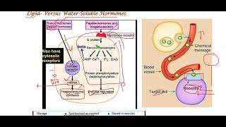 1bLipid Versus WaterSoluble Hormones [upl. by Ydneh503]