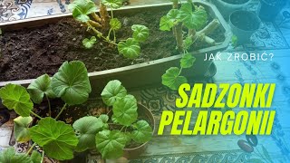 Sadzonki pelargonii jak zrobić w wodzie i w ziemi Rozmnażanie pelargonii po zimie Porady ogrodnicze [upl. by Bradway]