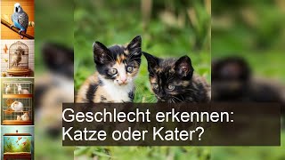 Katze oder Kater Geschlecht erkennen [upl. by Torbert]