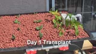 Aquaponics Systems  Aquaponics Made Easy With This Aquaponics Systems [upl. by Suzy]