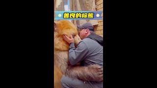 德牧從野外帶回一隻小熊，長大後的熊非常溫柔 萌寵 神奇動物在抖音 抖音動物圖鑑 感人 [upl. by Seldan]