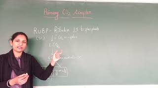 RUBP RIBULOSE BISPHOSPHATE  PRIMARY CARBON DIOXIDE ACCEPTOR [upl. by Nosae20]