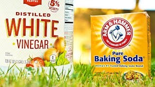 Vinegar vs Baking Soda Weed Killer Comparison [upl. by Jordain]