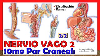 🥇 10mo Par Craneal  NERVIO VAGO 22  Neumogástrico Distribución y Ramas [upl. by Ellehcal]