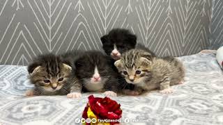 Kittens minds are blown by crinkly toy [upl. by Mabelle]