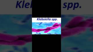 Klebsiella sppTaxonomy introduction culture characteristics resistance and treatment [upl. by Ecinev84]