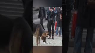 Dieser Hund hat seinen Platz wochenlang nicht verlassen ❤️ [upl. by Uchish]