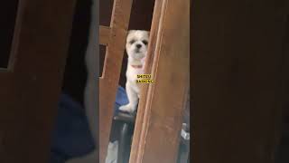 SHIH TZU BARKING [upl. by Jim]