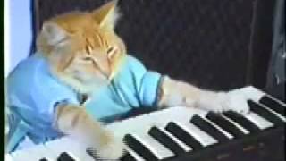 play him off keyboard cat [upl. by Josephine]