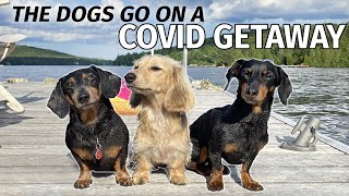 Ep5 The Dogs Go to the Cottage for a COVID GETAWAY [upl. by Croydon]