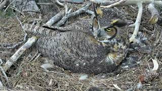 Female Great Horned Owl Hissing and Clacking 4 February 2015 [upl. by Myrle]