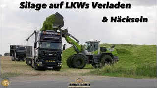 Silage Logistik der anderen art Agrarlohn Müritz lädt mit Claas Torion 1913 amp Häckselt Jaguar 990 [upl. by Eiluj]