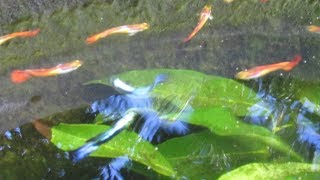 Besides Colors and Fin Shapes Guppy Strains have Different Behaviors Too [upl. by Landry]