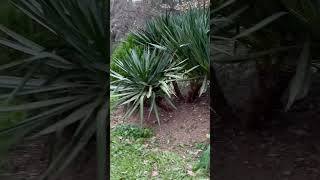 I tidied up the yucca plants [upl. by Hendricks]