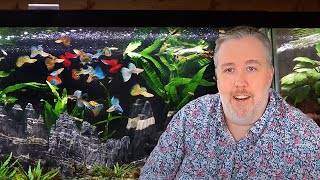 My Top 6 MustTry Aquarium Fish after 20 Years of Experience [upl. by Weylin]