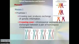 Meiosis Notes [upl. by Denby]