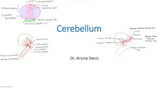 Cerebellum [upl. by Alyakem491]