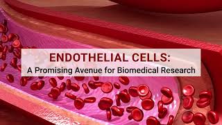 Endothelial Cells A Promising Avenue for Biomedical Research [upl. by Keene]