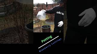 Potting blueberry cuttings garden gardening [upl. by Mages]