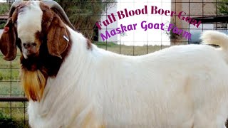 Pure Boer Goat Farming  Full Blood Boer Goat  Maskar Goat Farm  African Boer Goat [upl. by Fasta]