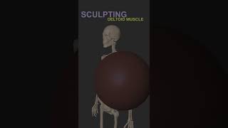 Master 3D Sculpting Anatomy  Deltoid Muscle in ZBrush [upl. by Durward]