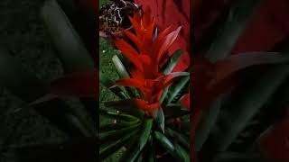 Guzmania [upl. by Tito5]