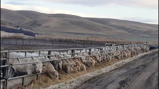 Cluny Colony  835 November Weaned Steers  72 Head Cluny AB [upl. by Nairrot]