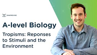 Plant Responses Tropisms  Alevel Biology  OCR AQA Edexcel [upl. by Atsed]