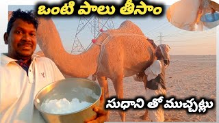 saudiarabia ఒంటి పాలు తీసాం సుధాని తో ముచ్చట్లు gulflifestyle ravisapevlogs [upl. by Nosreip]