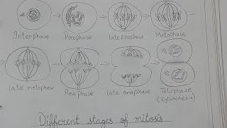 Class 9 biology practicals solved41 42 43 51 52 with diagrams [upl. by Ettedo]