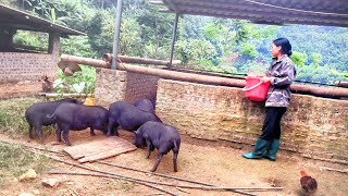 Taking the Pigs Out for a Walk Bathing and Cleaning the Pigpen at Dang Mui Man’s Farm [upl. by Enaols]