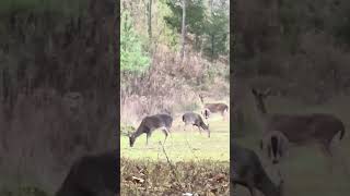 Smoking Stick Test deer deerhunting wildlife hunting nature youtubevideos [upl. by Janette]