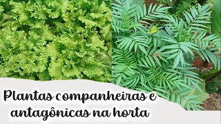 Plantas companheiras e antagônicas na horta [upl. by Suirauqram]