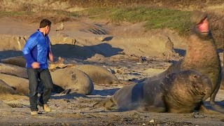 Up Close to Elephant Seals Fighting  BeachMaster  Super Giant Animals  BBC Earth [upl. by Ailehpo]