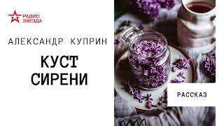 Александр Куприн Куст сирени Аудиорассказ [upl. by Maise]