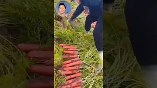 Carrots Harvesting technique In China shorts agriculture agricofarm youtubeshorts [upl. by Nyleak]