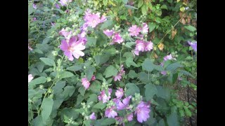 Lavatera flowers resemble Hibiscus [upl. by Oigufer]