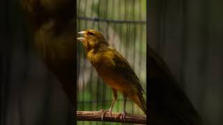 Amazing canary trainer song canary 02 canarias birds canary birdtraining canarytrainingsong [upl. by Einahpehs]