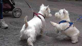 Westie Dog Lucky Meeting Another Westie  Animals Interacting [upl. by Georgeanne719]