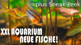 NEUE Fische im XXL Aquarium Salmler amp Buntbarsche  NordicMoor  102023 [upl. by Nave]