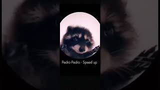 Pedro Pedro  Speed up [upl. by Gasparo]