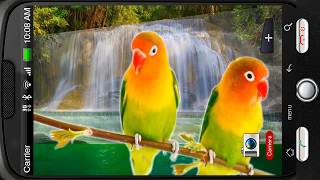 Lovebirds Parrots Waterfall Deluxe 3D Personalization for Android PiedLove [upl. by Alocin]